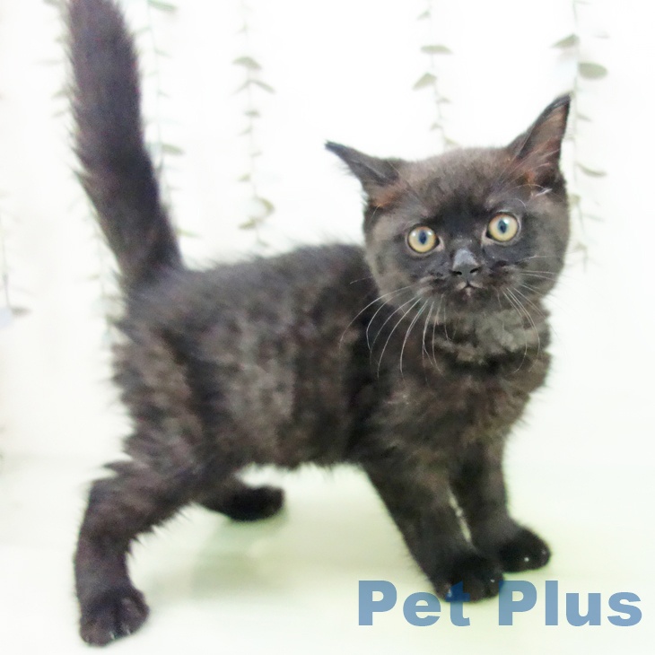愛知県のスコティッシュフォールド (ペットプラス 豊橋牧野店/2025年9月10日生まれ/男の子/ブラック)の子猫の2枚目の画像