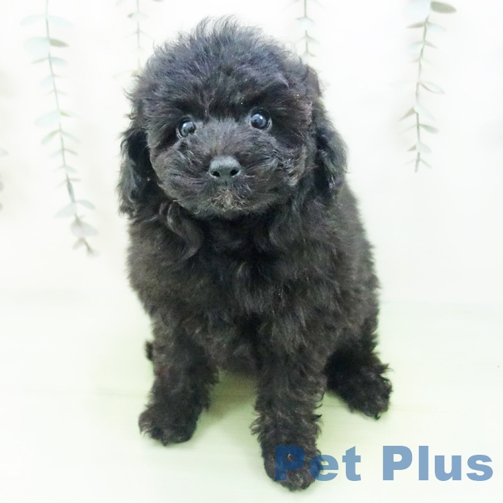 愛知県のトイプードル(トイ) (ペットプラス イオンモール豊川店/2025年9月14日生まれ/女の子/ブラック)の子犬