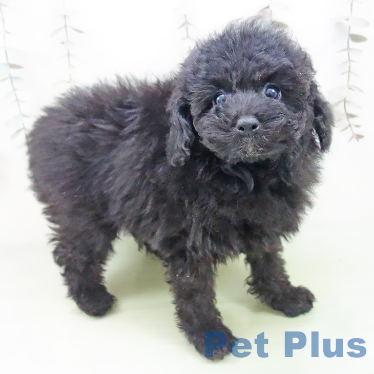 愛知県のトイプードル(トイ) (ペットプラス イオンモール豊川店/2025年9月14日生まれ/女の子/ブラック)の子犬の2枚目の画像
