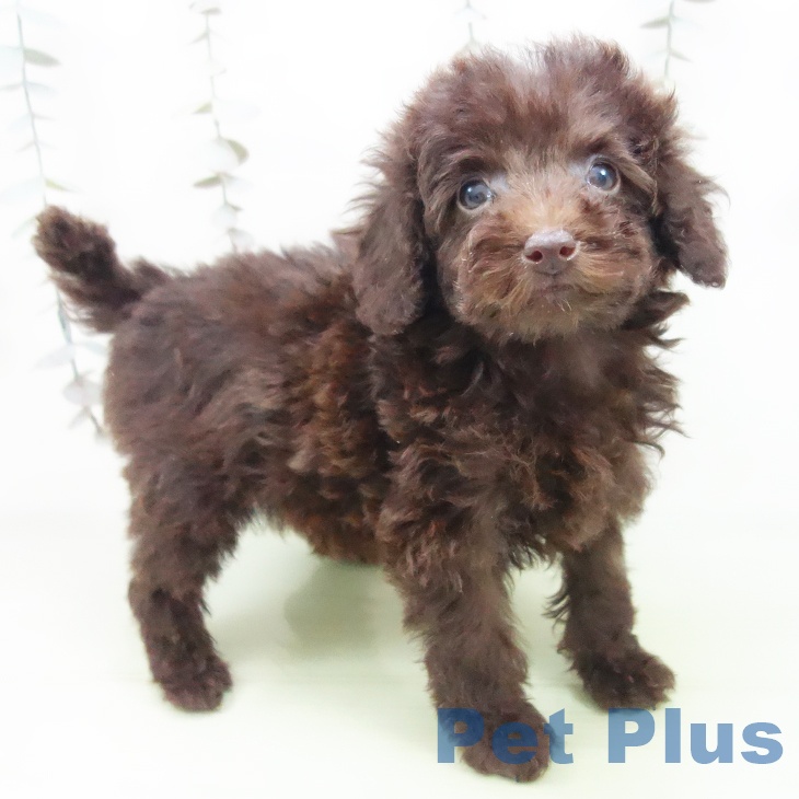 岐阜県のトイプードル(トイ) (ペットプラス 各務原店/2025年9月15日生まれ/男の子/ブラウン)の子犬の1枚目の画像