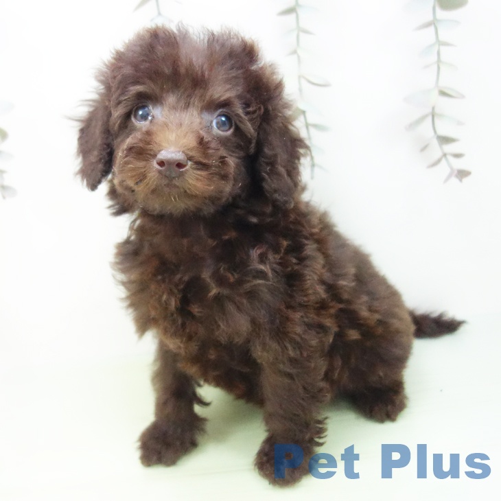 岐阜県のトイプードル(トイ) (ペットプラス 各務原店/2025年9月15日生まれ/男の子/ブラウン)の子犬の2枚目の画像