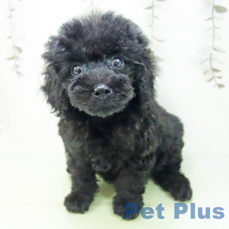 愛知県のトイプードル(トイ) (ペットプラス 千音寺店/2025年9月15日生まれ/女の子/ブラック)の子犬