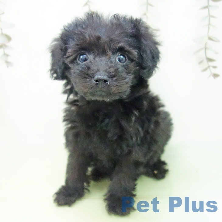 三重県のトイプードル(トイ) (ペットプラス 鈴鹿店/2025年9月15日生まれ/女の子/ブラック)の子犬