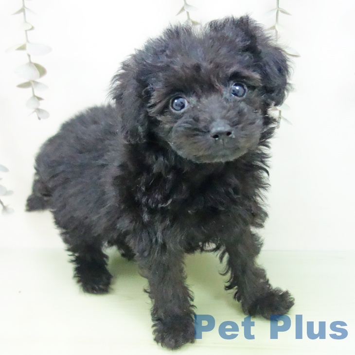 三重県のトイプードル(トイ) (ペットプラス 鈴鹿店/2025年9月15日生まれ/女の子/ブラック)の子犬の2枚目の画像