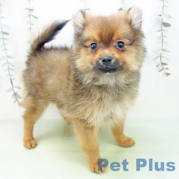 宮城県のポメラニアン (ペットプラス 名取店/2025年9月15日生まれ/男の子/オレンジ)の子犬の1枚目の画像