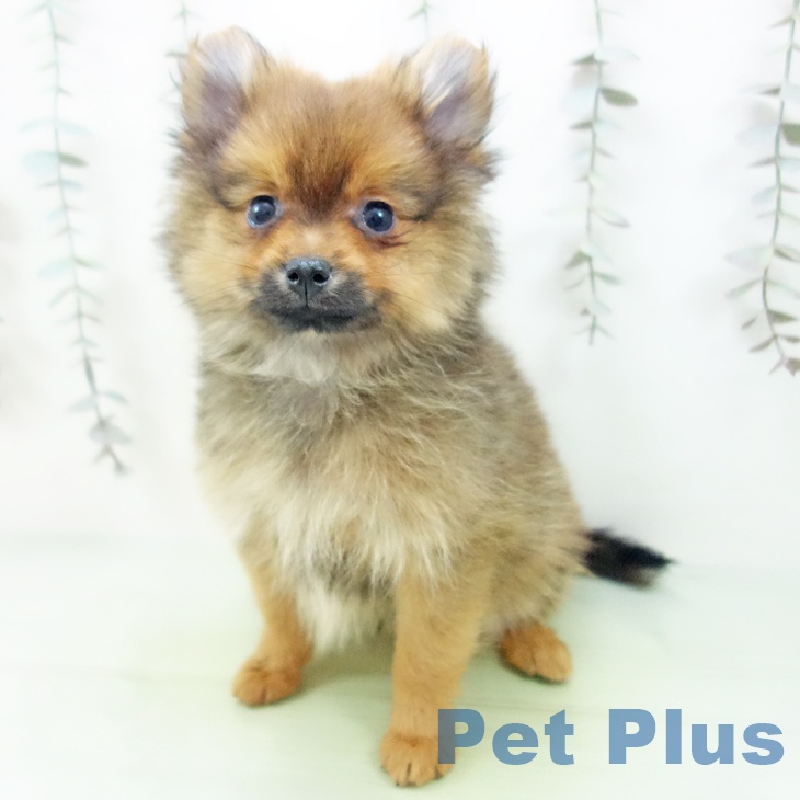 宮城県のポメラニアン (ペットプラス 名取店/2025年9月15日生まれ/男の子/オレンジ)の子犬の2枚目の画像