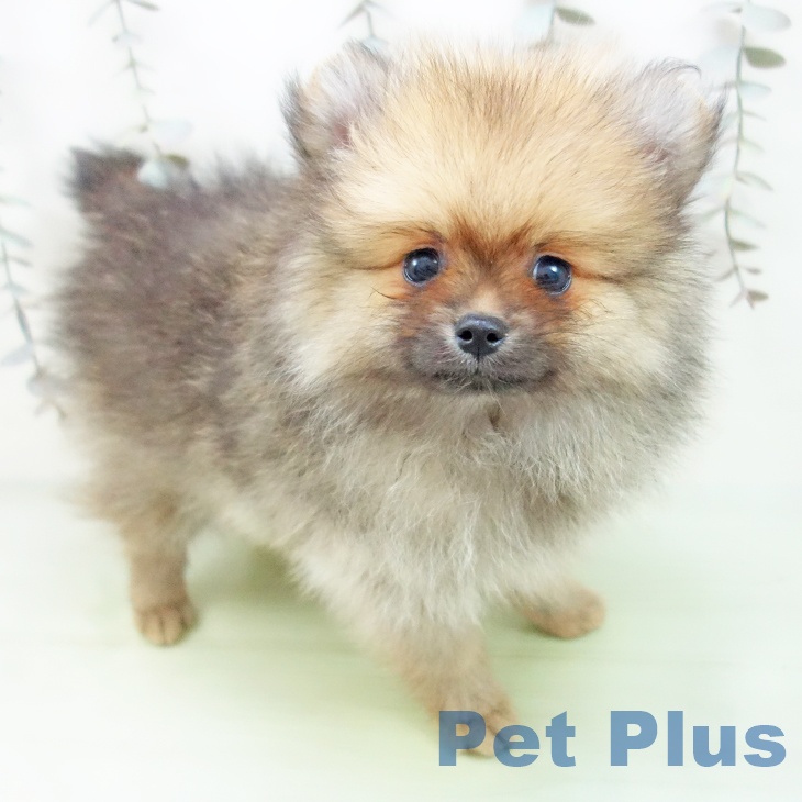 千葉県のポメラニアン (ペットプラス 幕張新都心店/2025年9月15日生まれ/男の子/オレンジセーブル)の子犬の1枚目の画像