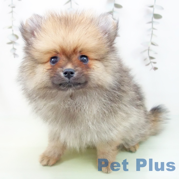 千葉県のポメラニアン (ペットプラス 幕張新都心店/2025年9月15日生まれ/男の子/オレンジセーブル)の子犬の2枚目の画像