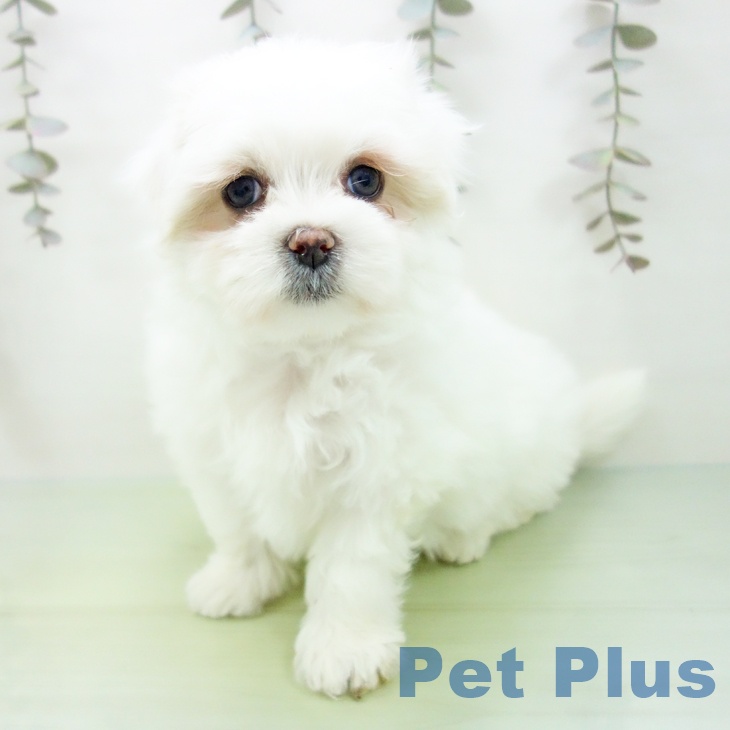 マルチーズの写真2