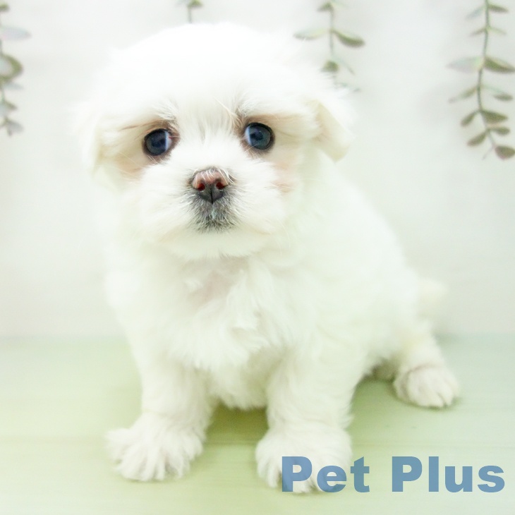 千葉県のマルチーズ (ペットプラス ユーカリが丘店/2025年9月19日生まれ/女の子/ホワイト)の子犬の1枚目の画像