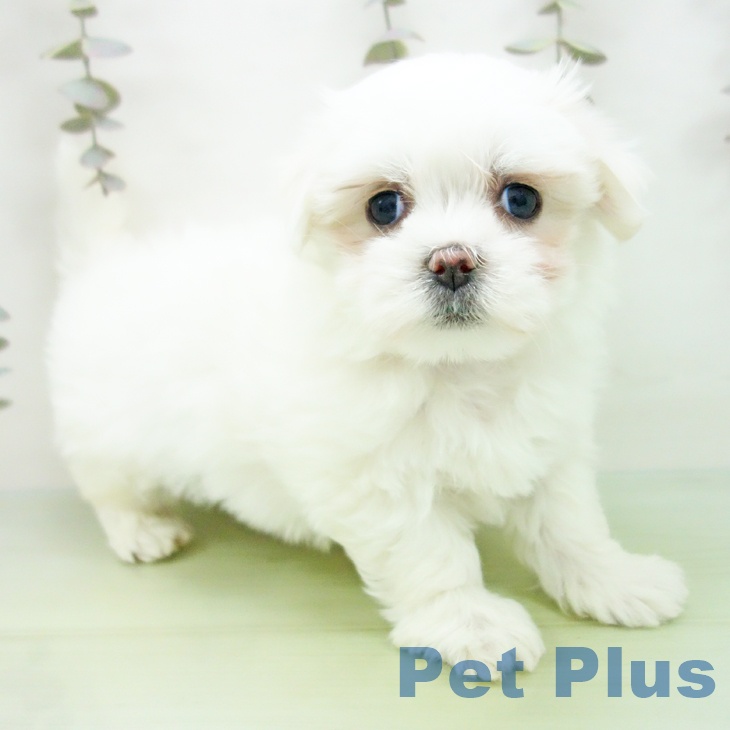 千葉県のマルチーズ (ペットプラス ユーカリが丘店/2025年9月19日生まれ/女の子/ホワイト)の子犬の2枚目の画像