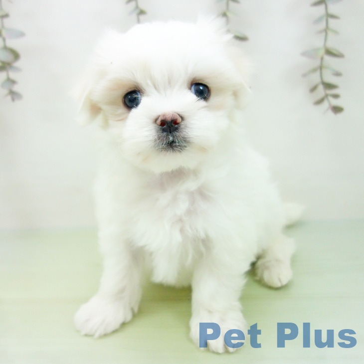 マルチーズの写真2