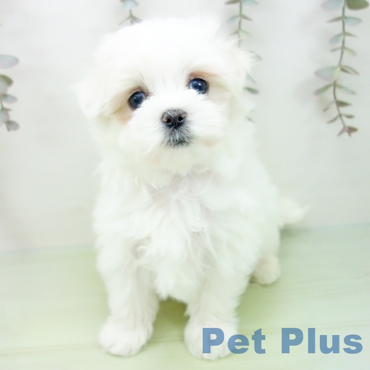 マルチーズの写真2