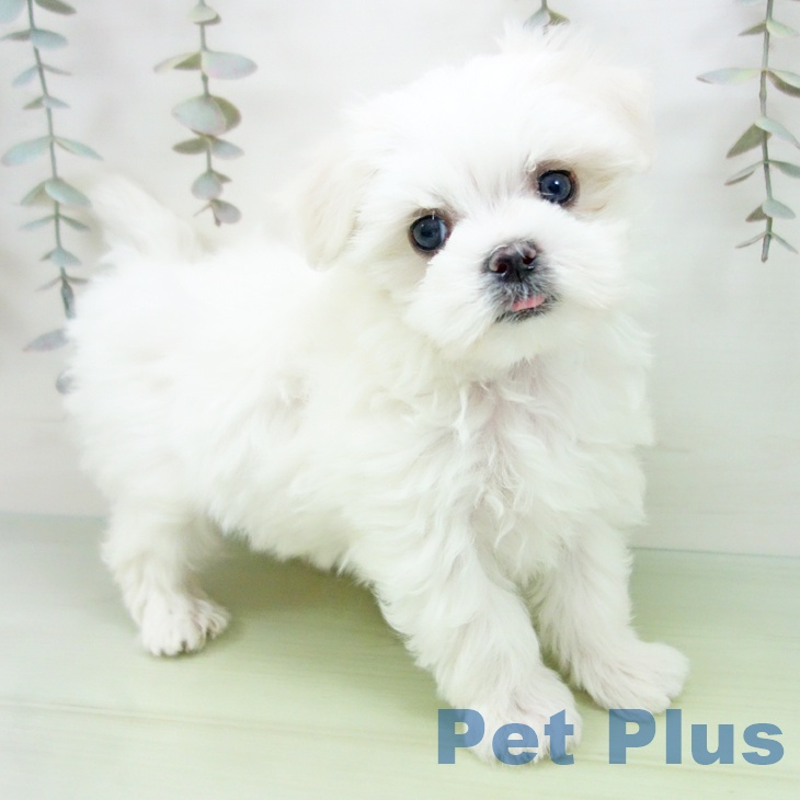 マルチーズの写真2