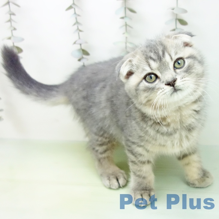 茨城県のスコティッシュフォールド (ペットプラス つくば店/2025年9月17日生まれ/男の子/ブルータビー)の子猫