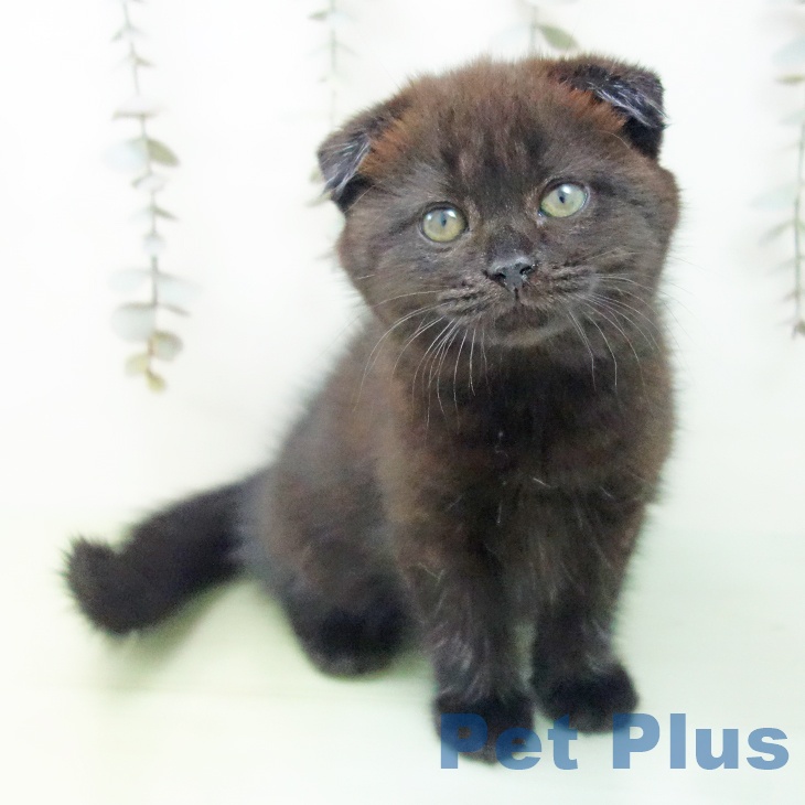 スコティッシュフォールド