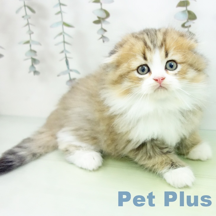 スコティッシュフォールド