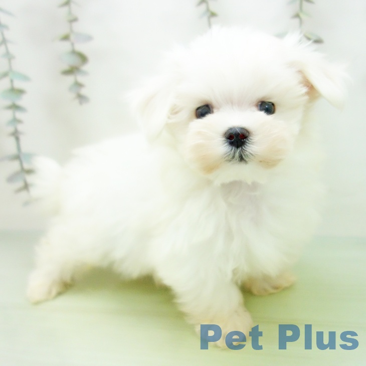 東京都のマルチーズ (ペットプラス 立川高島屋S.C.店/2025年9月15日生まれ/男の子/ホワイト)の子犬の1枚目の画像