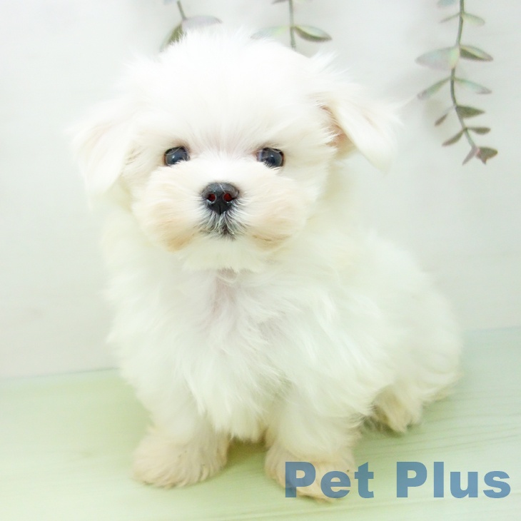 東京都のマルチーズ (ペットプラス 立川高島屋S.C.店/2025年9月15日生まれ/男の子/ホワイト)の子犬の2枚目の画像
