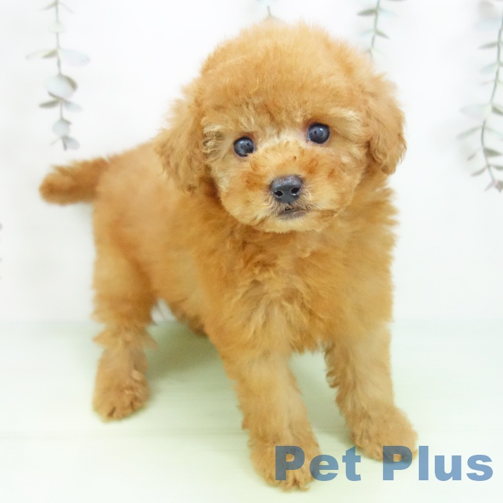 富山県のトイプードル(トイ) (ペットプラス 高岡店/2025年9月19日生まれ/男の子/レッド)の子犬