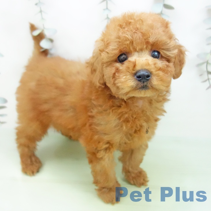 トイ・プードル