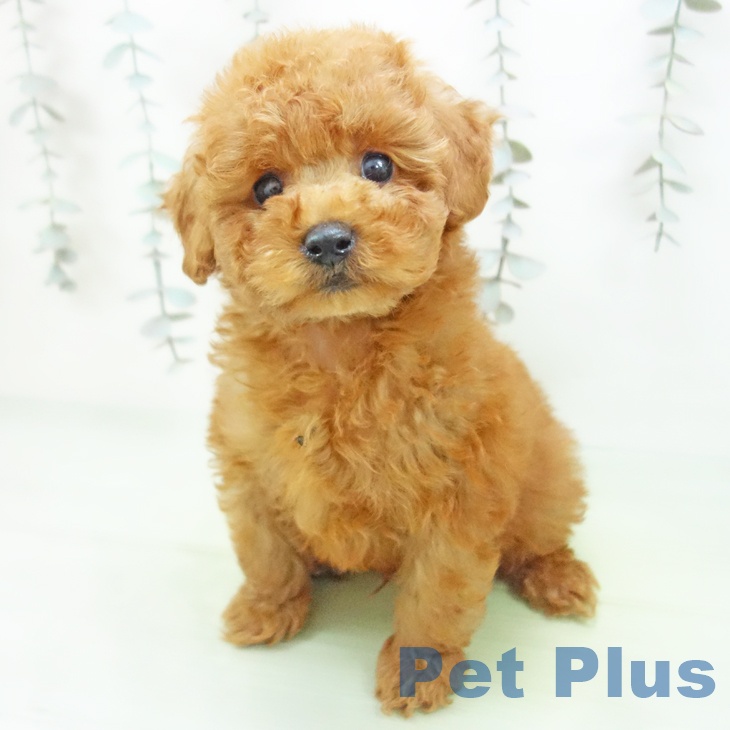 トイ・プードルの写真2