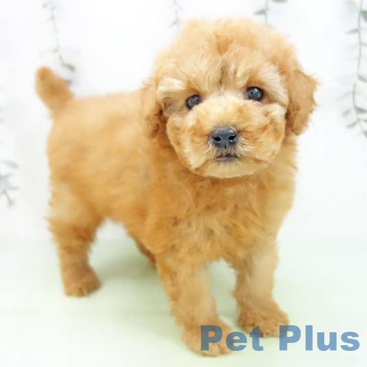 トイ・プードル