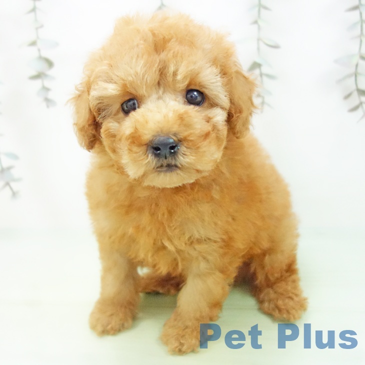 トイ・プードルの写真2