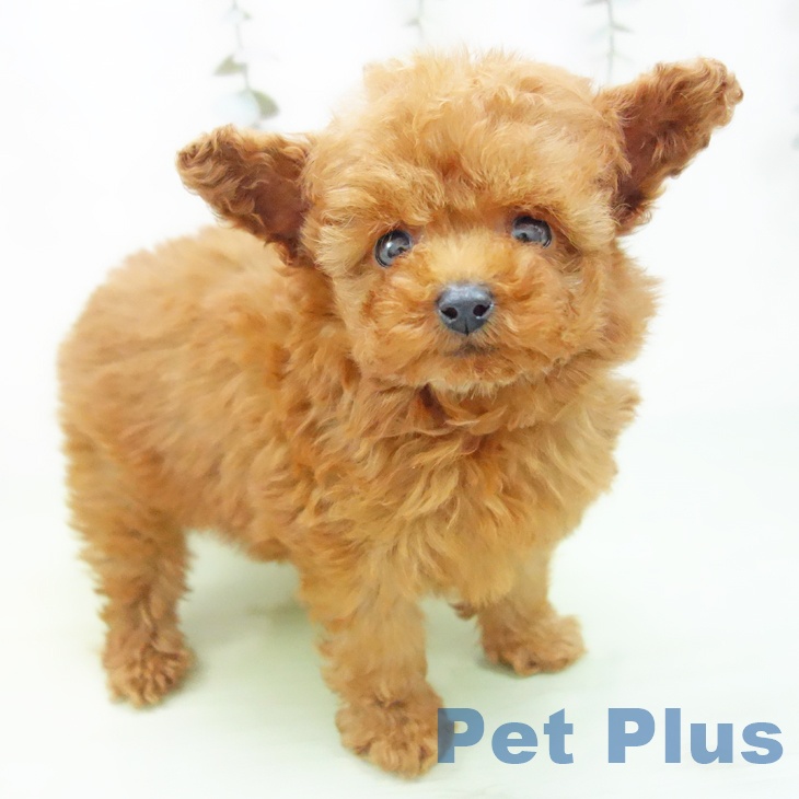 愛知県のトイプードル(トイ) (ペットプラス ナゴヤドーム前店/2025年9月11日生まれ/女の子/レッド)の子犬の1枚目の画像