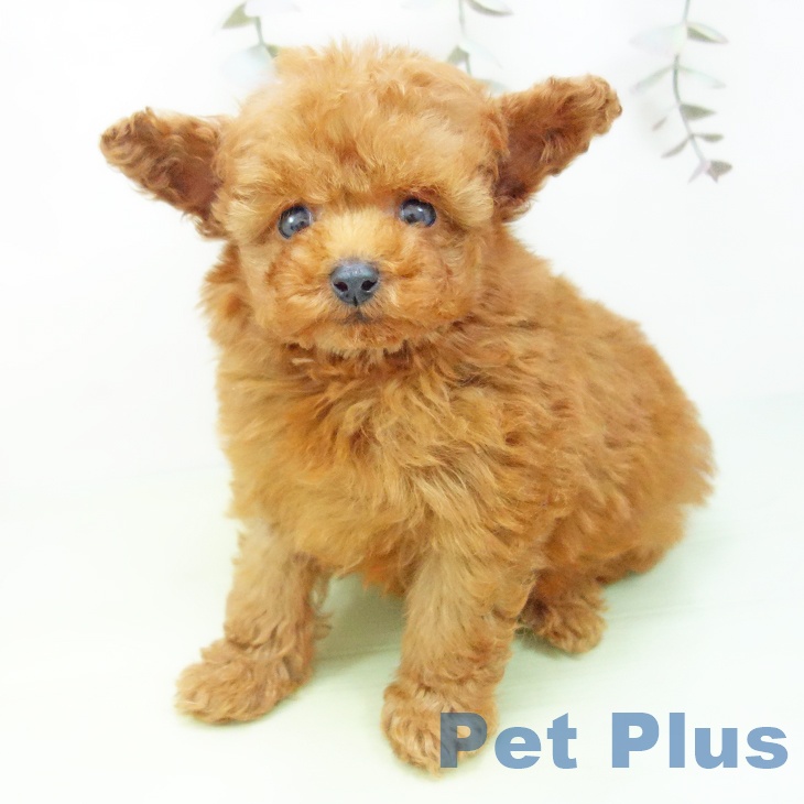 愛知県のトイプードル(トイ) (ペットプラス ナゴヤドーム前店/2025年9月11日生まれ/女の子/レッド)の子犬の2枚目の画像