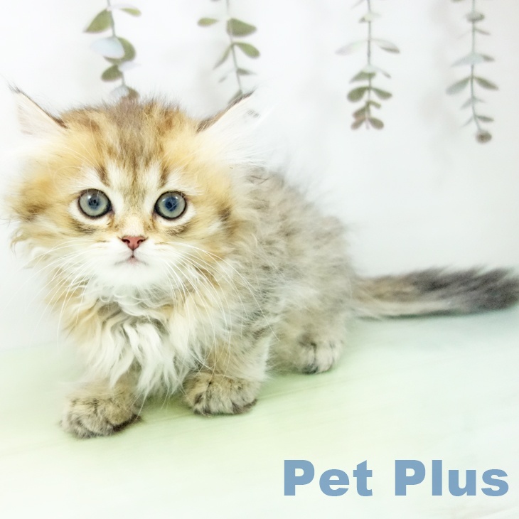 愛知県のミヌエット (ペットプラス みなと店/2025年9月21日生まれ/男の子/ブラウンタビー)の子猫の1枚目の画像