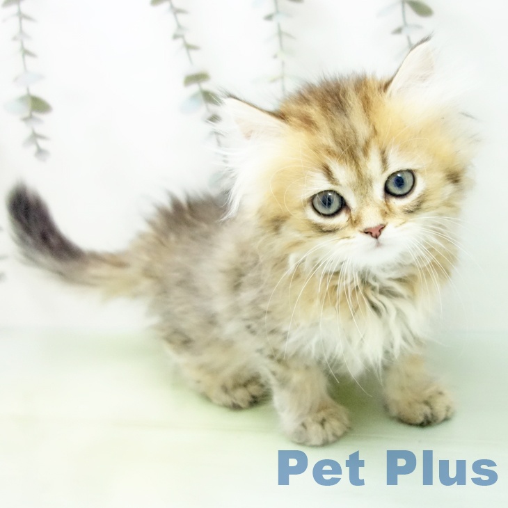 愛知県のミヌエット (ペットプラス みなと店/2025年9月21日生まれ/男の子/ブラウンタビー)の子猫の2枚目の画像