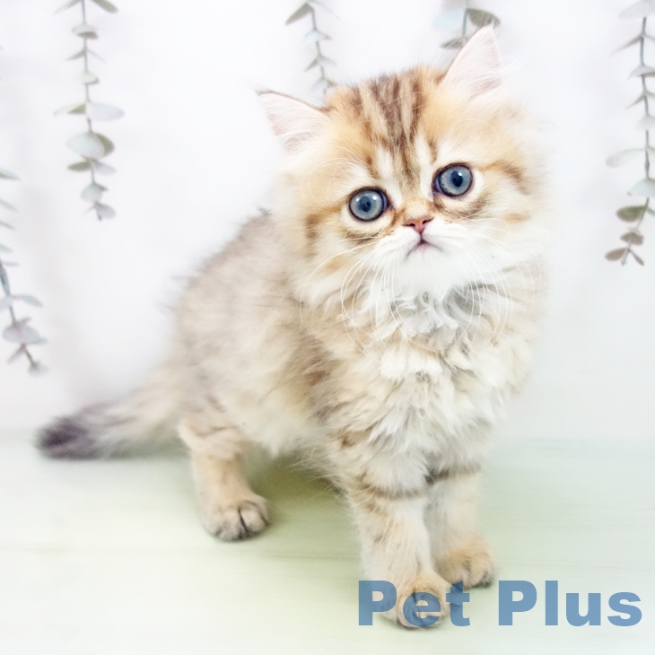 石川県のミヌエット (ペットプラス 白山店/2025年9月21日生まれ/女の子/ブラウンタビー)の子猫の1枚目の画像