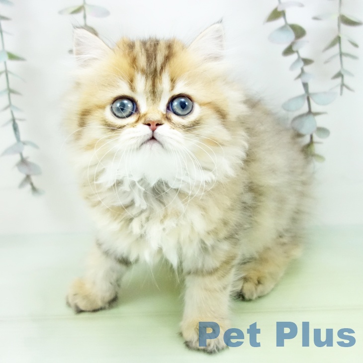 石川県のミヌエット (ペットプラス 白山店/2025年9月21日生まれ/女の子/ブラウンタビー)の子猫の2枚目の画像