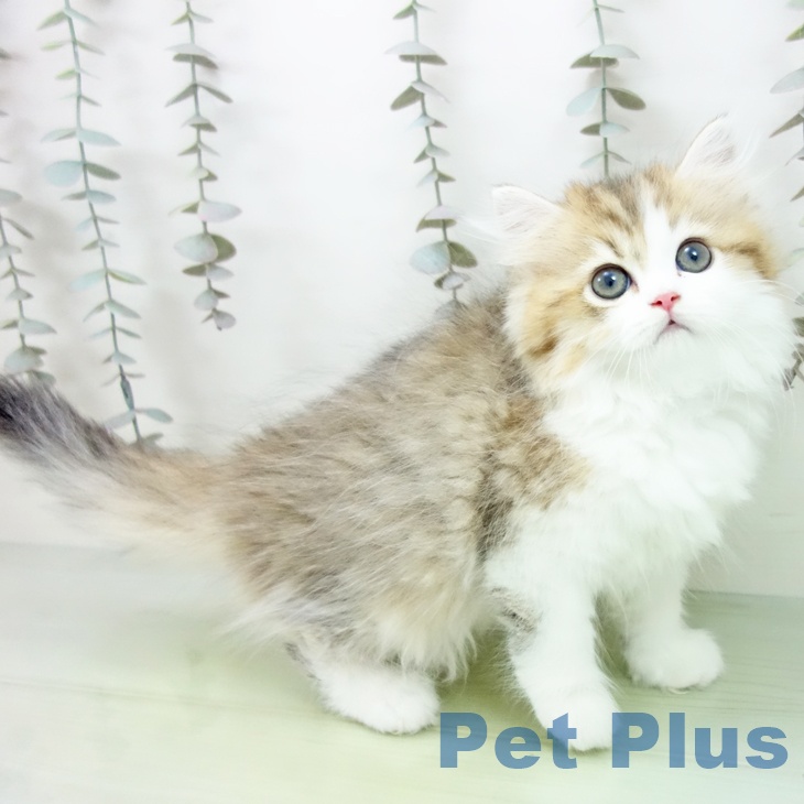 愛知県のミヌエット (ペットプラス イオンモール長久手店/2025年9月21日生まれ/女の子/ブラウンタビーホワイト)の子猫の1枚目の画像