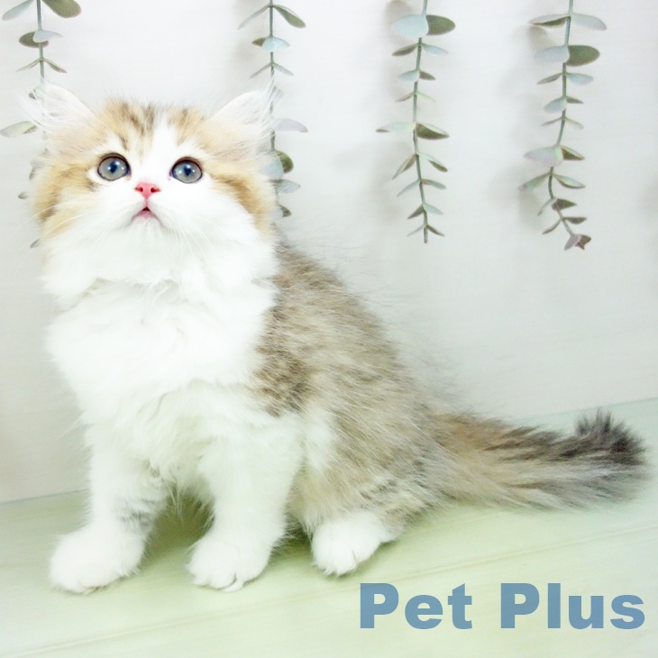 愛知県のミヌエット (ペットプラス イオンモール長久手店/2025年9月21日生まれ/女の子/ブラウンタビーホワイト)の子猫の2枚目の画像