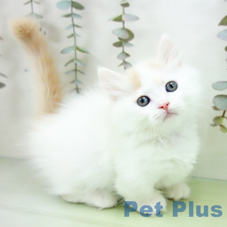 愛知県のミヌエット (ペットプラス 則武新町店/2025年9月21日生まれ/男の子/クリームタビーホワイト)の子猫