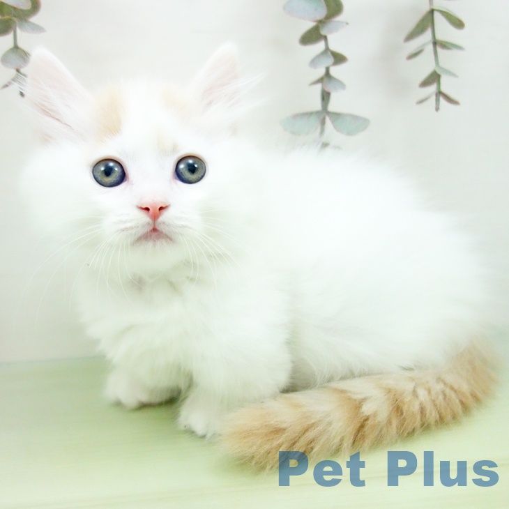 愛知県のミヌエット (ペットプラス 則武新町店/2025年9月21日生まれ/男の子/クリームタビーホワイト)の子猫の2枚目の画像