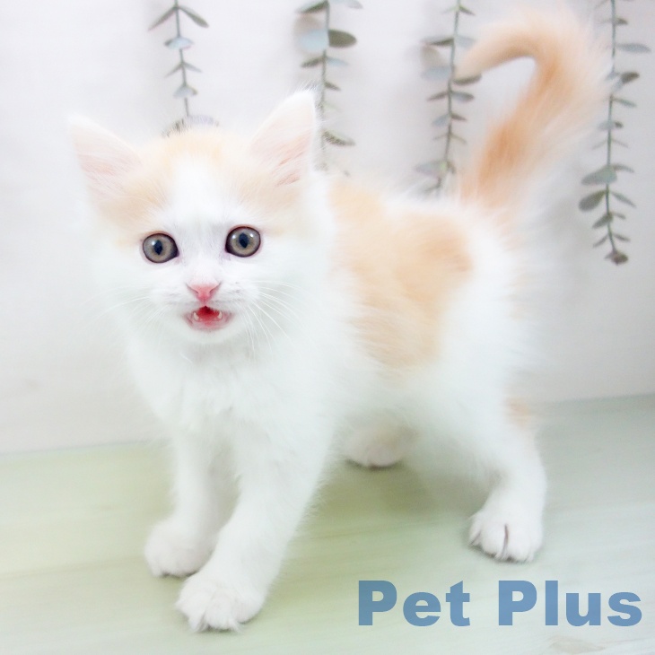 ミヌエットの写真2