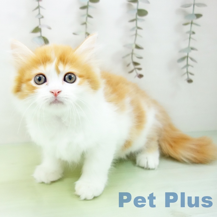 愛知県のミヌエット (ペットプラス 熱田店/2025年9月21日生まれ/女の子/レッドタビーホワイト)の子猫