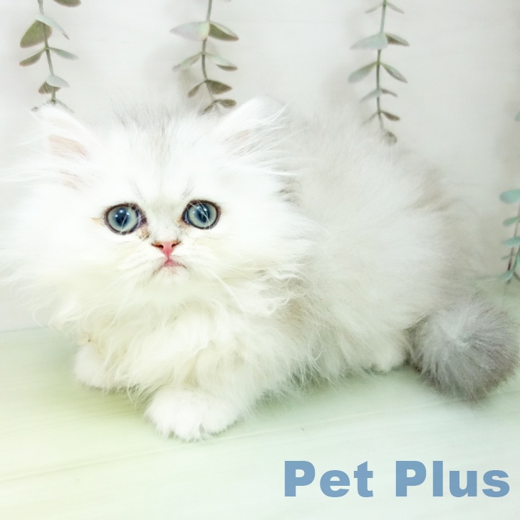 ペルシャの写真2