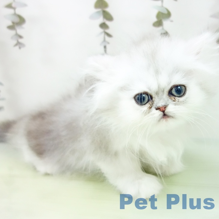 愛知県のペルシャ (ペットプラス 千音寺店/2025年9月14日生まれ/女の子/シェーデットシルバー)の子猫