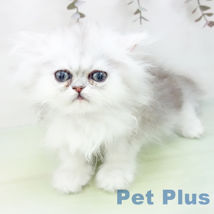愛知県のペルシャ (ペットプラス 千音寺店/2025年9月14日生まれ/女の子/シェーデットシルバー)の子猫の2枚目の画像