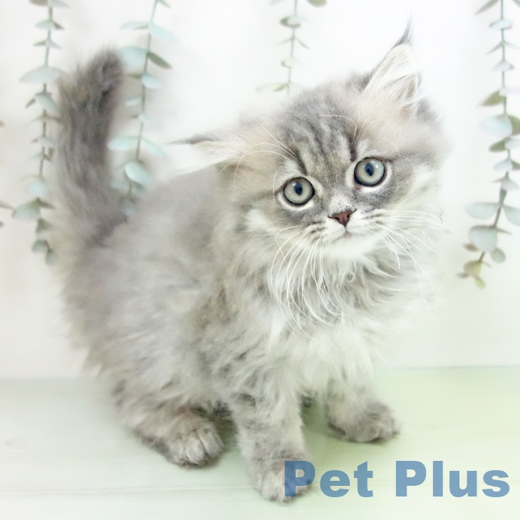 三重県のペルシャ (ペットプラス 東員店/2025年9月16日生まれ/男の子/ブルースモーク)の子猫