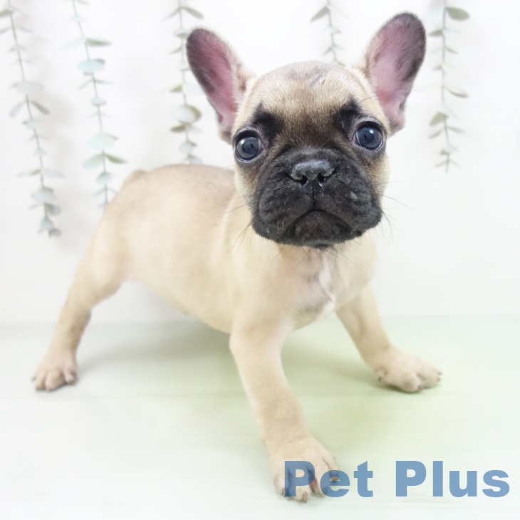 フレンチ・ブルドッグ