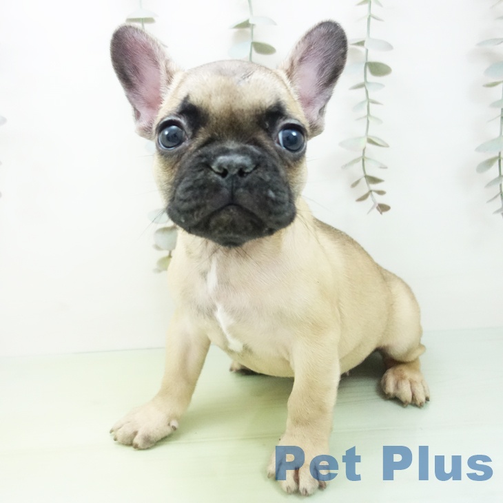 フレンチ・ブルドッグの写真2
