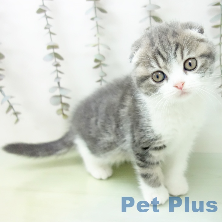 岐阜県のスコティッシュフォールド (ペットプラス 各務原店/2025年9月22日生まれ/女の子/ブルータビーホワイト)の子猫