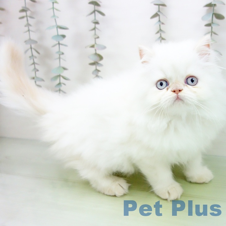 愛知県のヒマラヤン (ペットプラス ナゴヤドーム前店/2025年9月12日生まれ/男の子/フレームポイント)の子猫の1枚目の画像
