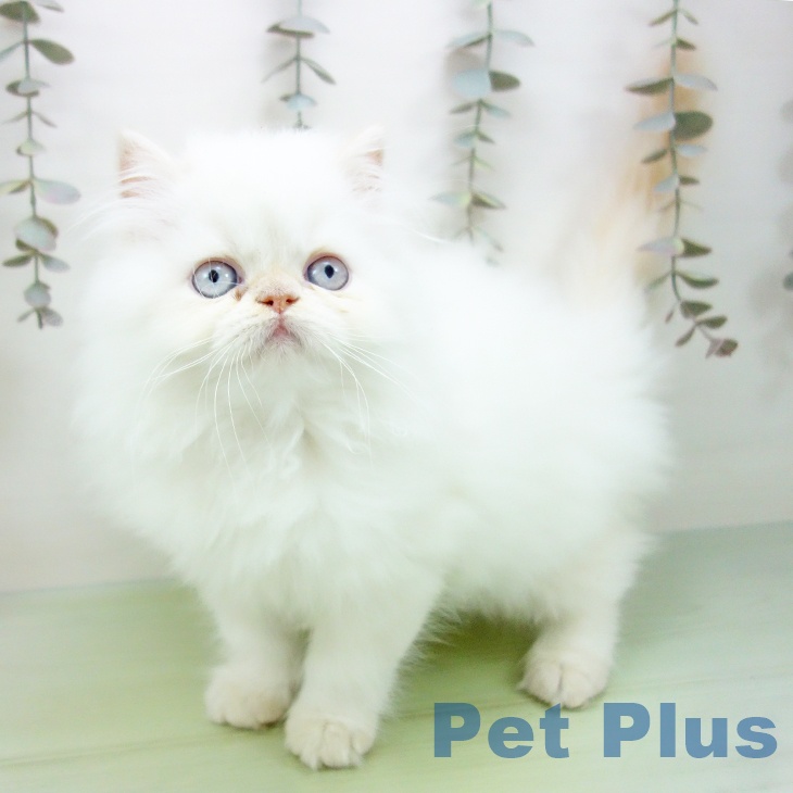 愛知県のヒマラヤン (ペットプラス ナゴヤドーム前店/2025年9月12日生まれ/男の子/フレームポイント)の子猫の2枚目の画像