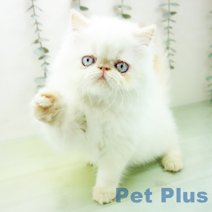 ヒマラヤンの写真2